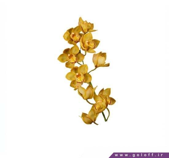 گل آنلاین - گل ارکیده سیمبیدیوم چست نات کیت - Cymbidium Orchid | گل آف